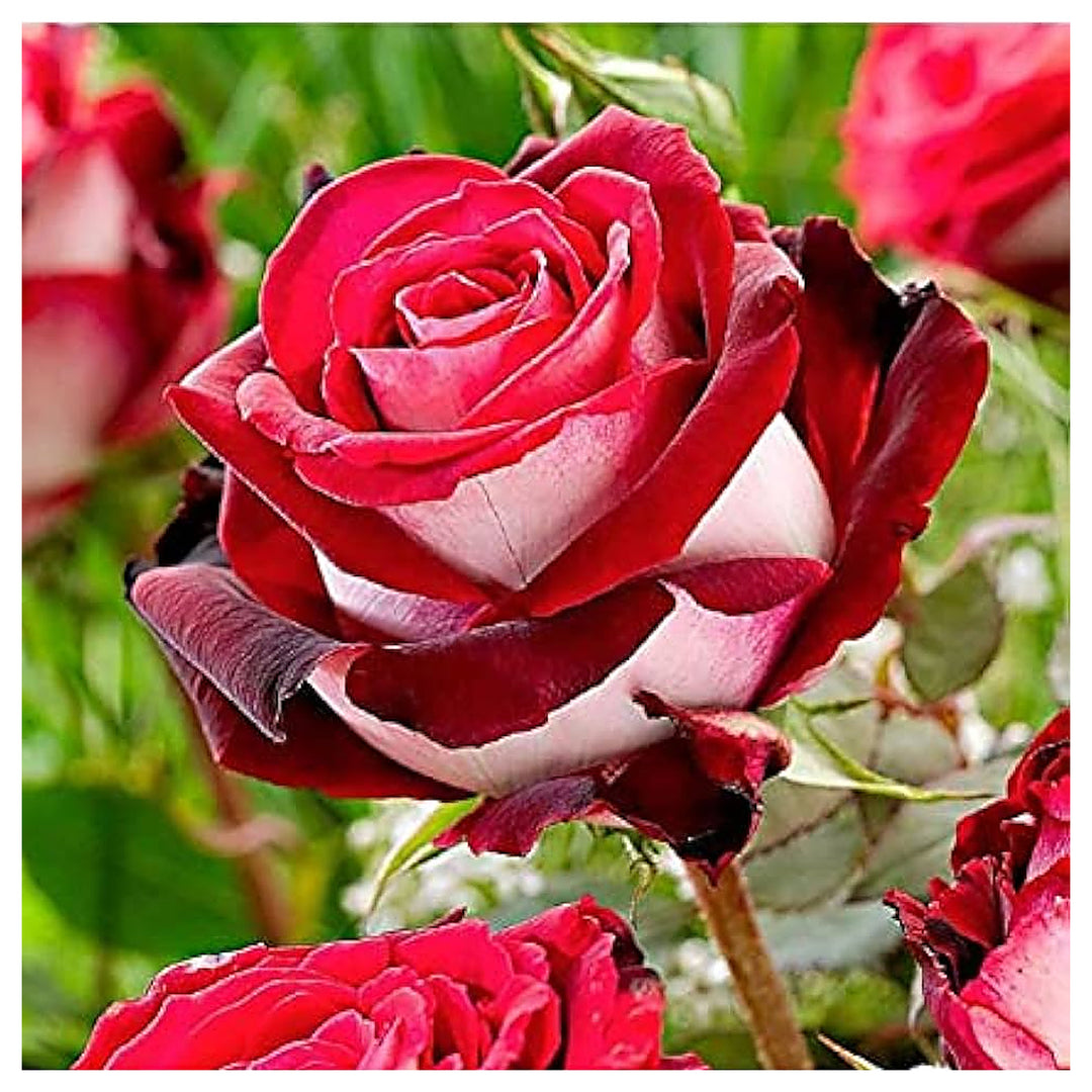 Red White Osiria Rose Rare Burgundy Flowers Plant Flower Seeds Home Garden Planting, Fragrant | Neera Seeds product photo [neera-v4-d103b9dcc9154249d2f9]