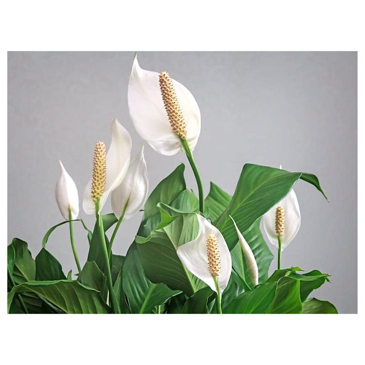 Peace Lily Plant Seeds for Planting – Non-GMO Heirloom Organic Garden Seeds, High Germination | Neera Seeds product photo [neera-v4-d1260f35e83f5929d642]