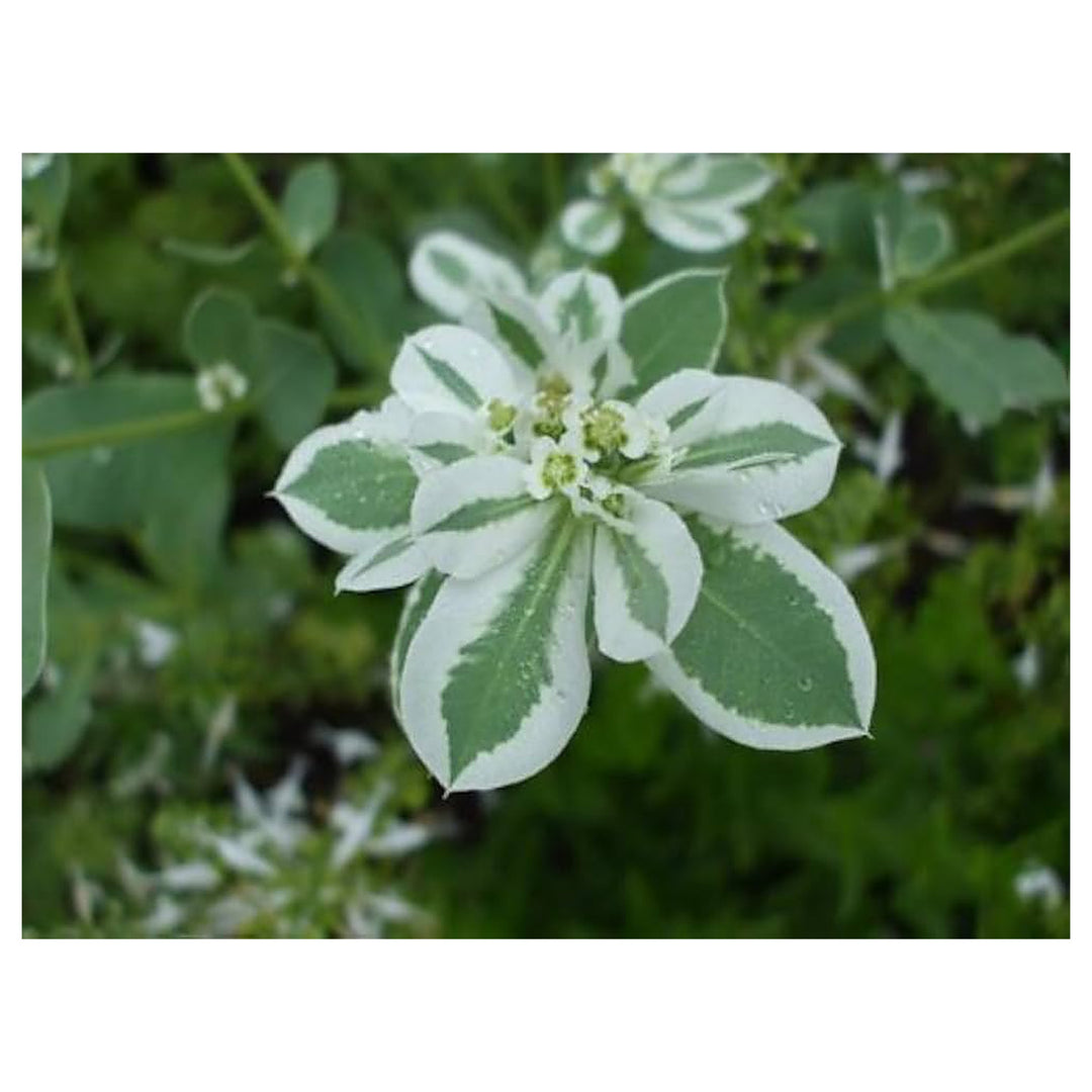 Mountain Euphorbia Marginata Plant For Planting In Garden Flower Seeds for Home Garden Planting, | Neera Seeds product photo [neera-v4-d12b4f32b911f0b2bac4]