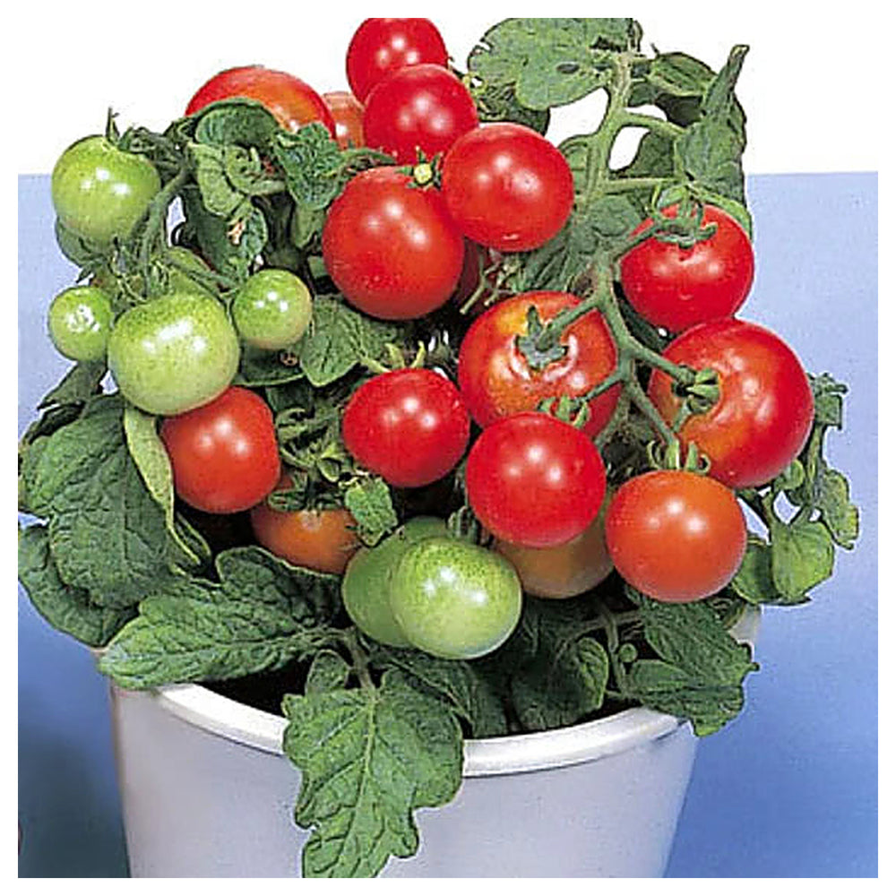 Dwarf Red Robin Tomato Seeds for Planting – Heirloom, Non-GMO, High Germination Organic Vegetable Seeds | Neera Seeds product photo [neera-v4-d12f74b41fc004276111]