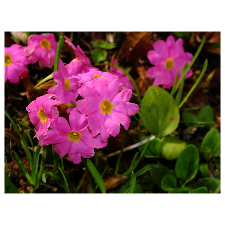 Himalayan Primrose Flower Seeds for Planting – Heirloom, Non-GMO, High Germination Organic Garden Seeds | Neera Seeds product photo [neera-v4-d144b9300793b761a405]