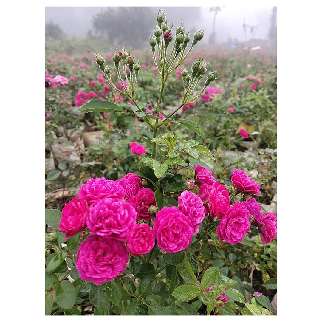 Rose Bonsai Tree Planting Rosa Flower Garden And Diy Garden Projects Flower Seeds Home | Neera Seeds product photo [neera-v4-d15256f2a675368cb741]