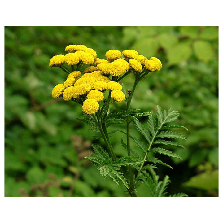 Heirloom Tansy Flower Seeds – Non-GMO Seeds for Medicinal and Ornamental Garden Planting | Neera Seeds product photo [neera-v4-d15f31dad51790181019]