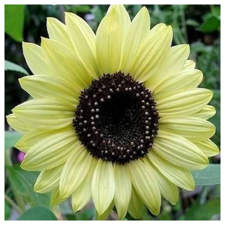 White Heirloom Edible Sunflower Per Tasty Ornamental Blooms Flower Seeds Home Garden | Neera Seeds product photo [neera-v4-d165192d5d934d48e189]