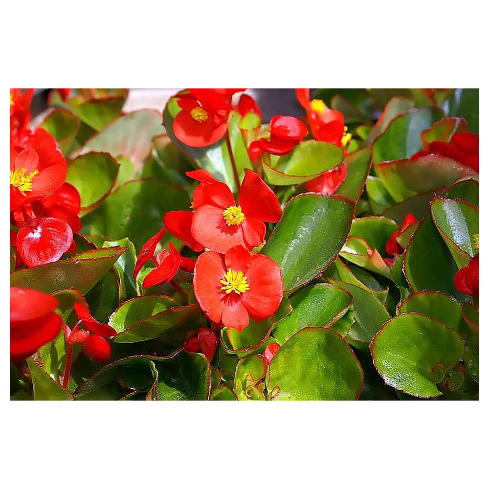 Heirloom Non-GMO Red Begonia Flower Seeds for Planting – Bright Shade-Loving Blooming Seeds | Neera Seeds product photo [neera-v4-d1668b5bb4ae93cc1814]