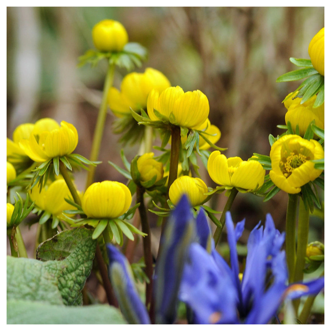 Heirloom Non-GMO Yellow Aconite Flower Seeds for Early Spring Gardens and Vibrant Bloom Displays | Neera Seeds product photo [neera-v4-d16e5640e3d057dcd7f0]