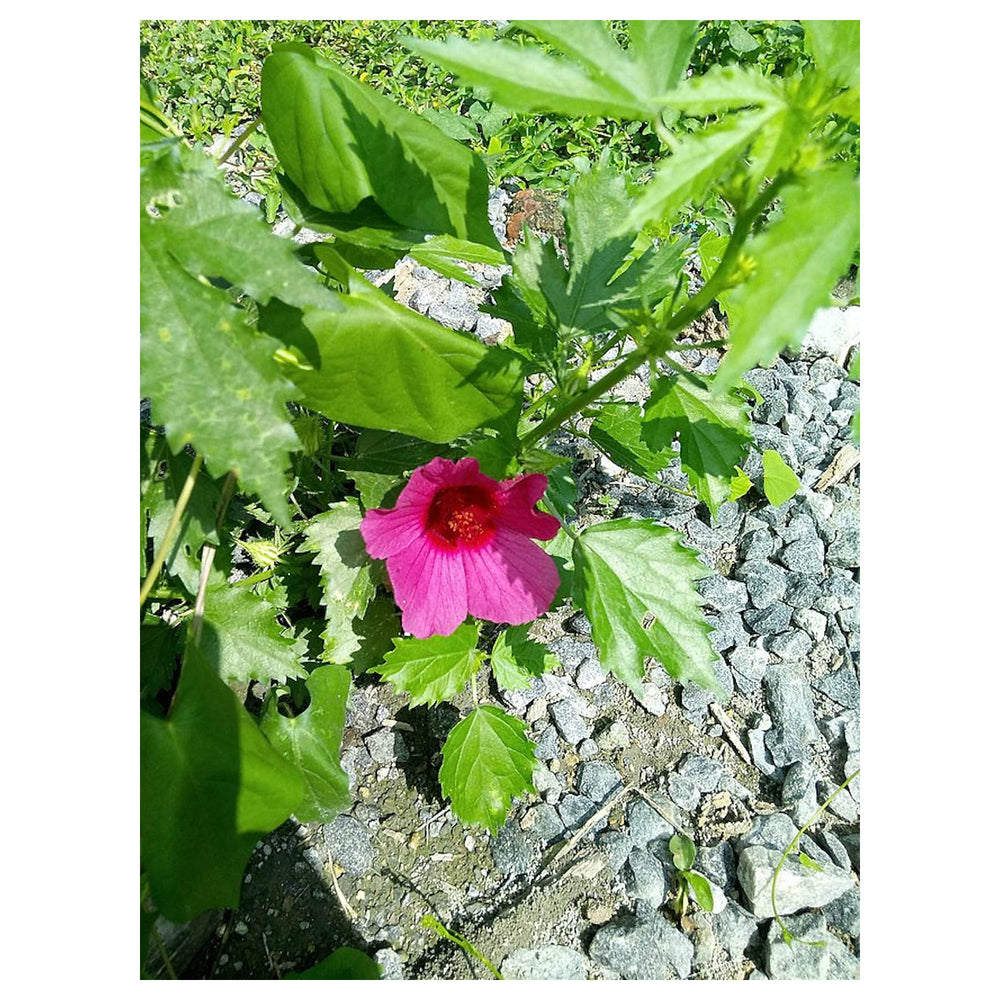 Hibiscus Cannabinus Flower Seeds for Planting – Heirloom Non-GMO Garden Seeds, High Germination | Neera Seeds product photo [neera-v4-d16e95b31107963fefd3]