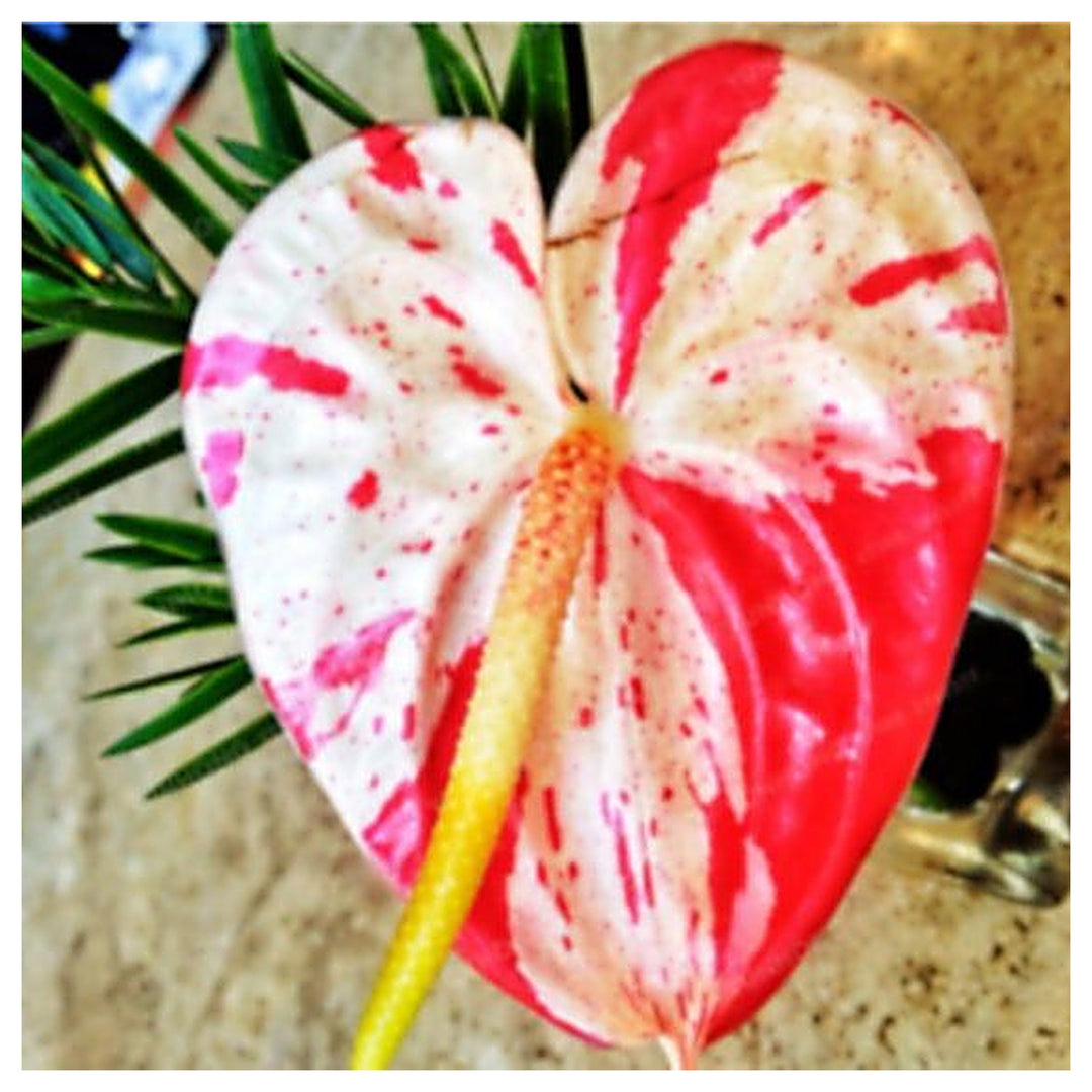 Red White Anthurium Plant Seeds - Heirloom and Non-GMO garden seeds  for planting | Neera Seeds product photo [neera-v4-d1777b290bbaa2b5f286]