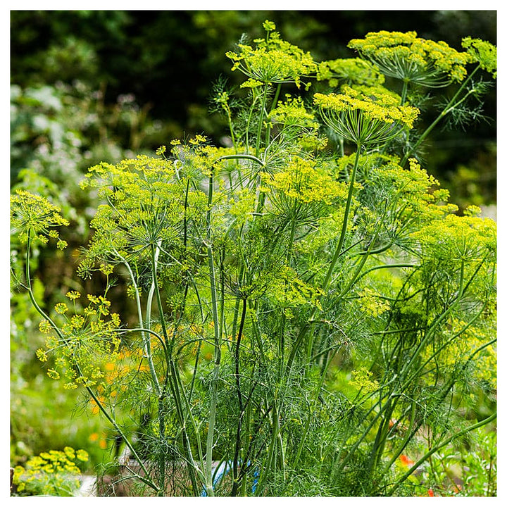 Yellow Mammoth Dill Herb Plant Seeds for Planting – Heirloom, Non-GMO, High Germination Organic Garden Seeds for Fl | Neera Seeds product photo [neera-v4-d187a9073d83c241b985]