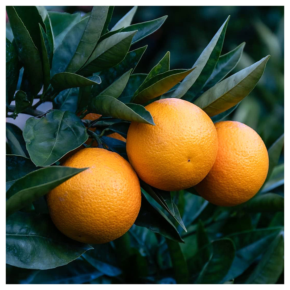 Lemon Tree Seeds for Planting – Orange Variety, Heirloom & Non-GMO Seeds for Home Gardens | Neera Seeds product photo [neera-v4-d18f2f5f28986f6b164f]
