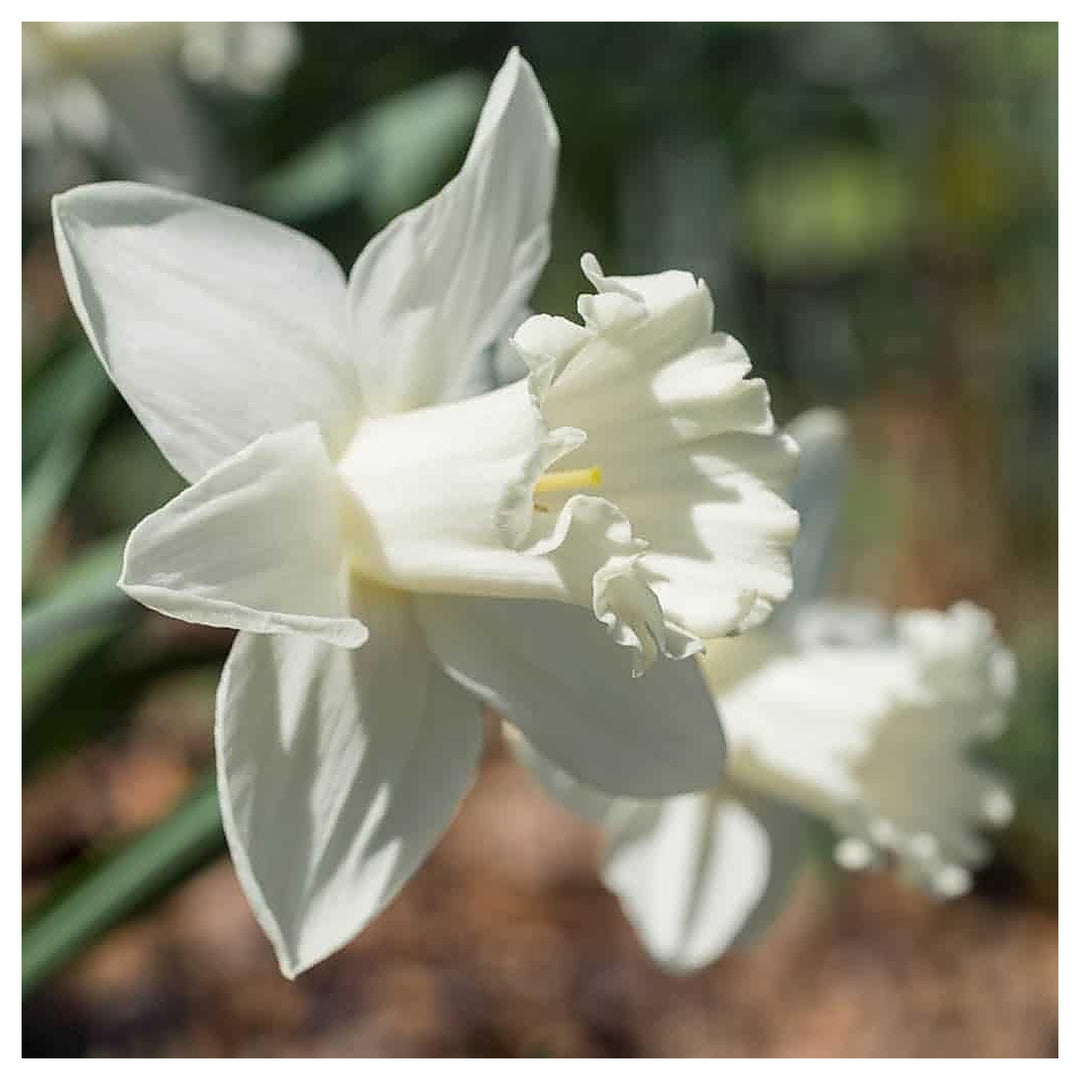 White Daffodil Flower Seeds for Planting – 100 Pcs, Heirloom, Non-GMO, High Germination Organic Garden Seeds | Neera Seeds product photo [neera-v4-d1932699380e20cf22e1]