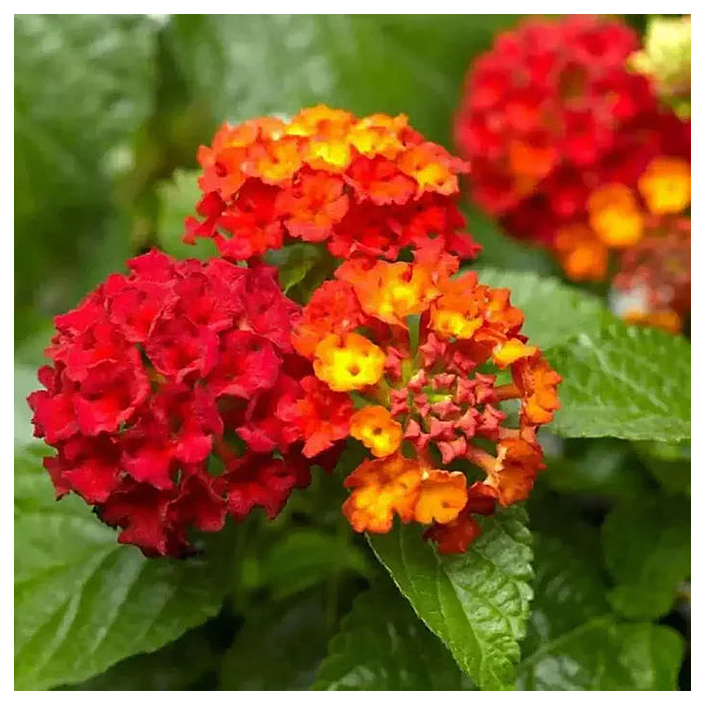 Orange Red Lantana Flower Seeds for Planting - NON GMO Seeds | Neera Seeds product photo [neera-v4-d1ac5652ffed2dffa154]