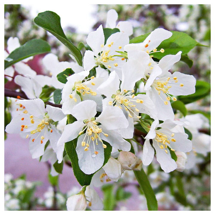 Crabapple White Flower Seeds for Planting – Organic, Heirloom, Non-GMO Seeds | Neera Seeds product photo [neera-v4-d1b7e4b8092f594794cc]