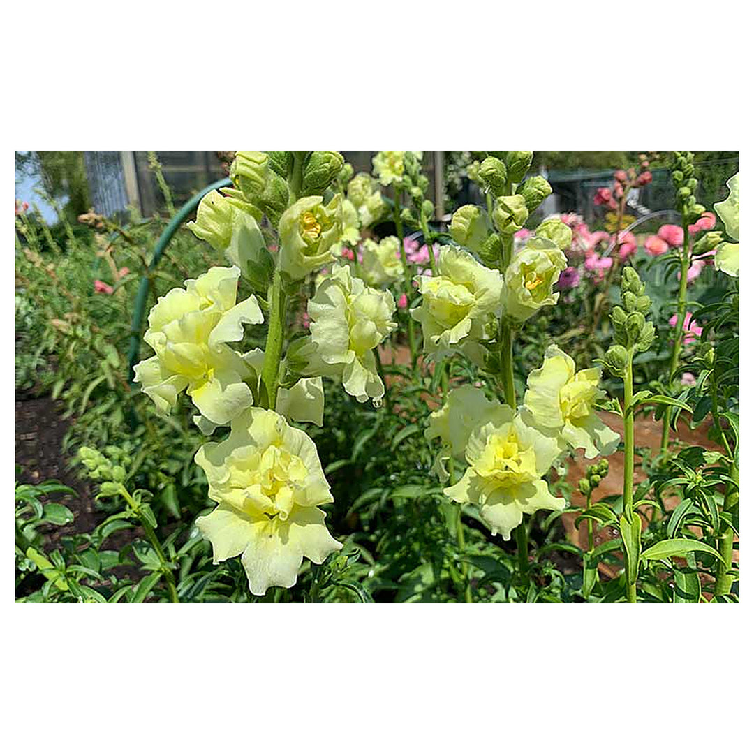 Lemon Sherbet Snapdragon Seeds for Planting – Heirloom, Non-GMO, High Germination Garden Flowers | Neera Seeds product photo [neera-v4-d1badefff9470fae82c9]