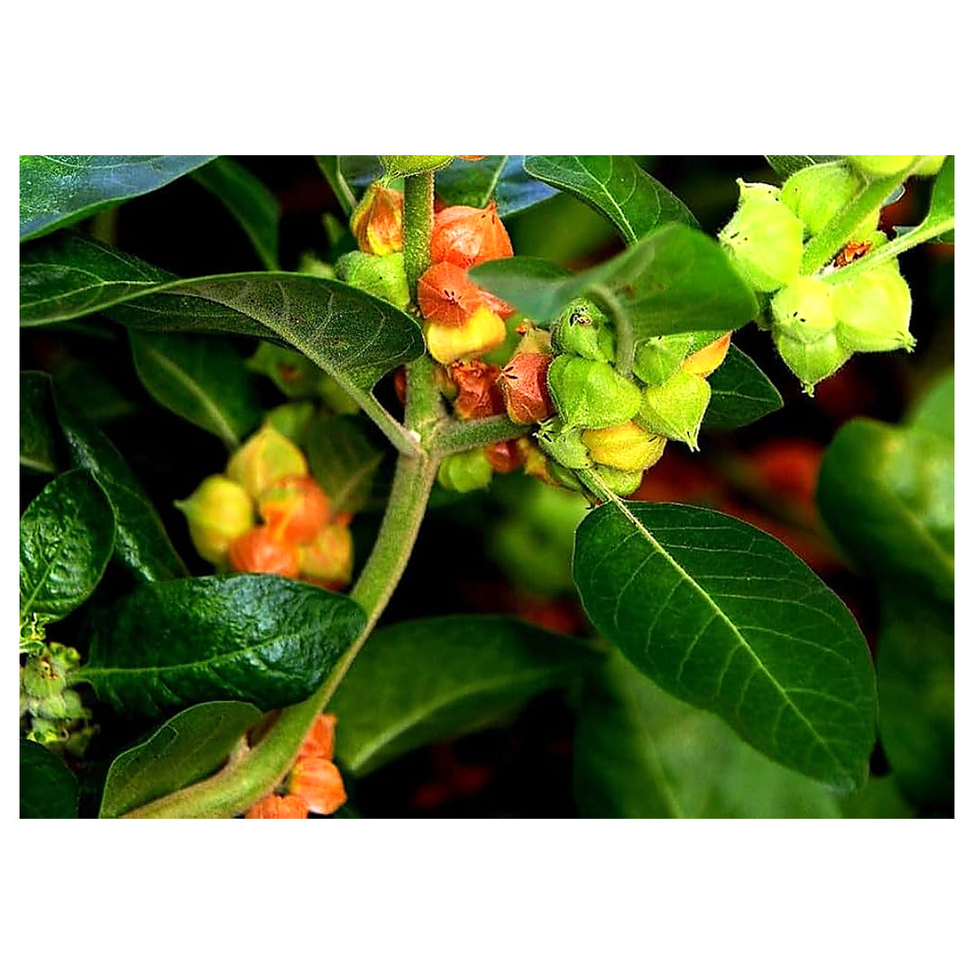 Ashwagandha (Withania somnifera) Seeds for Planting – Heirloom, Non-GMO Ayurvedic Herb for Stress Relief & Immune S | Neera Seeds product photo [neera-v4-d1cd6a80a851b386d413]