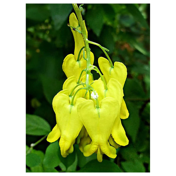Heirloom Dark Yellow Heart Flower Seeds for Planting – Non-GMO, High Germination Organic Garden Seeds for Annual Bl | Neera Seeds product photo [neera-v4-d1d8543c8a6d7f87e2a2]