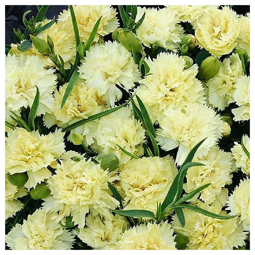 Cream Carnation Dianthus Seeds for Planting | Heirloom Non-GMO High Germination Organic Garden Seeds | Neera Seeds product photo [neera-v4-d1e0092ad960eab0f7d4]
