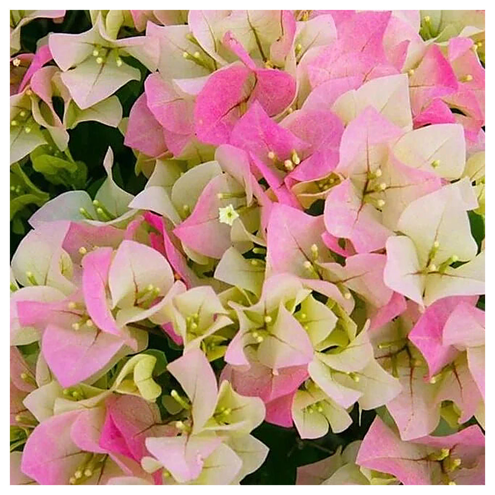 Thai Delight Bougainvillea Flower Seeds for Planting | Heirloom Non-GMO Organic Garden Seeds | High Germination | Neera Seeds product photo [neera-v4-d1ed2a78a399ed76bce8]