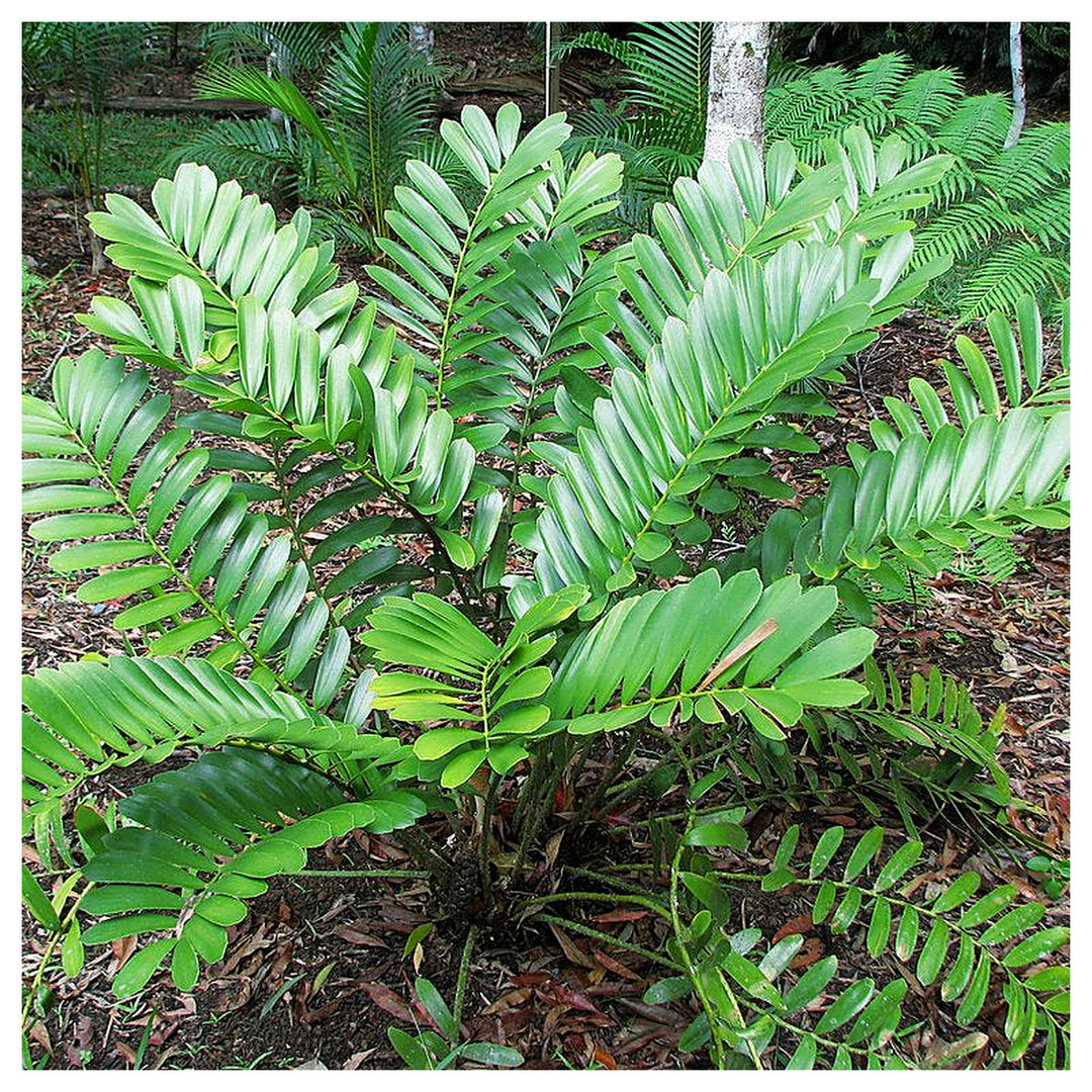 Green Zamia Furfuracea Plant Seeds for Planting Heirloom Non-GMO High Germination Organic Garden Seeds Tropical Cyc | Neera Seeds product photo [neera-v4-d1f1ab3822719bf5f8e0]