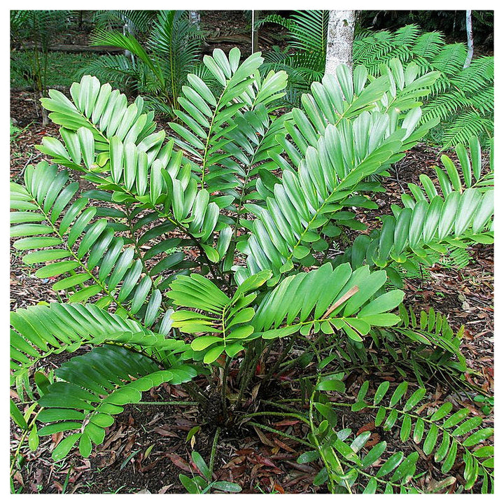 Green Zamia Furfuracea Plant Seeds for Planting Heirloom Non-GMO High Germination Organic Garden Seeds Tropical Cyc | Neera Seeds product photo [neera-v4-d1f1ab3822719bf5f8e0]