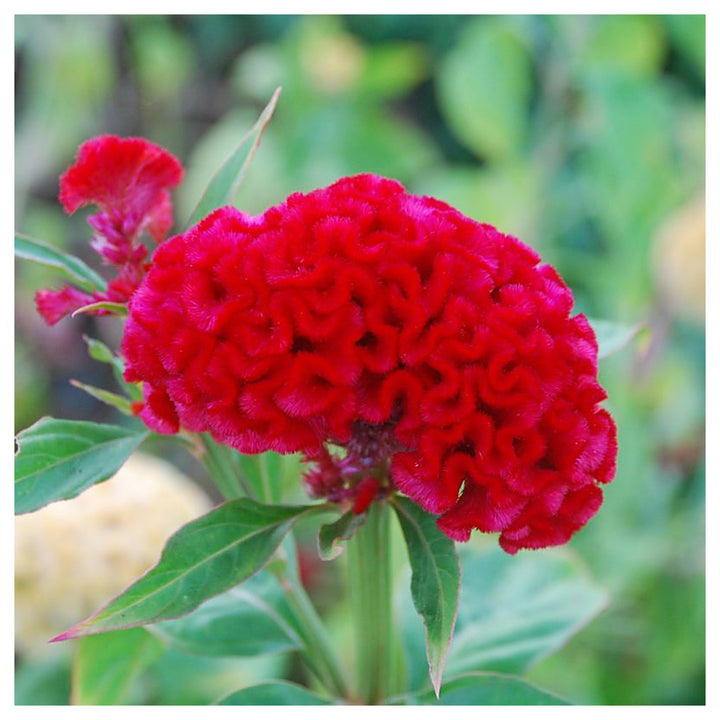 Celosia Flower Seeds, Heirloom, Non-GMO Vibrant Amaranthine Blooms for Summer Gardens | Neera Seeds product photo [neera-v4-d1f35e695e0be6e5c223]