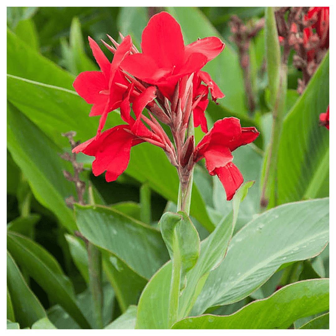 Heirloom Indica Flower Seeds, Non-GMO Ornamental Blooms for Vibrant Garden Planting | Neera Seeds product photo [neera-v4-d1f968536d77a2de0d70]