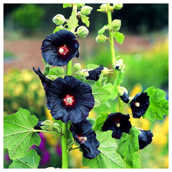 Hollyhock Flower Alcea Rosea For Planting Urban Garden Home Garden Flower Seeds for Home Garden | Neera Seeds product photo [neera-v4-d1fac9dee4e5f59f749a]