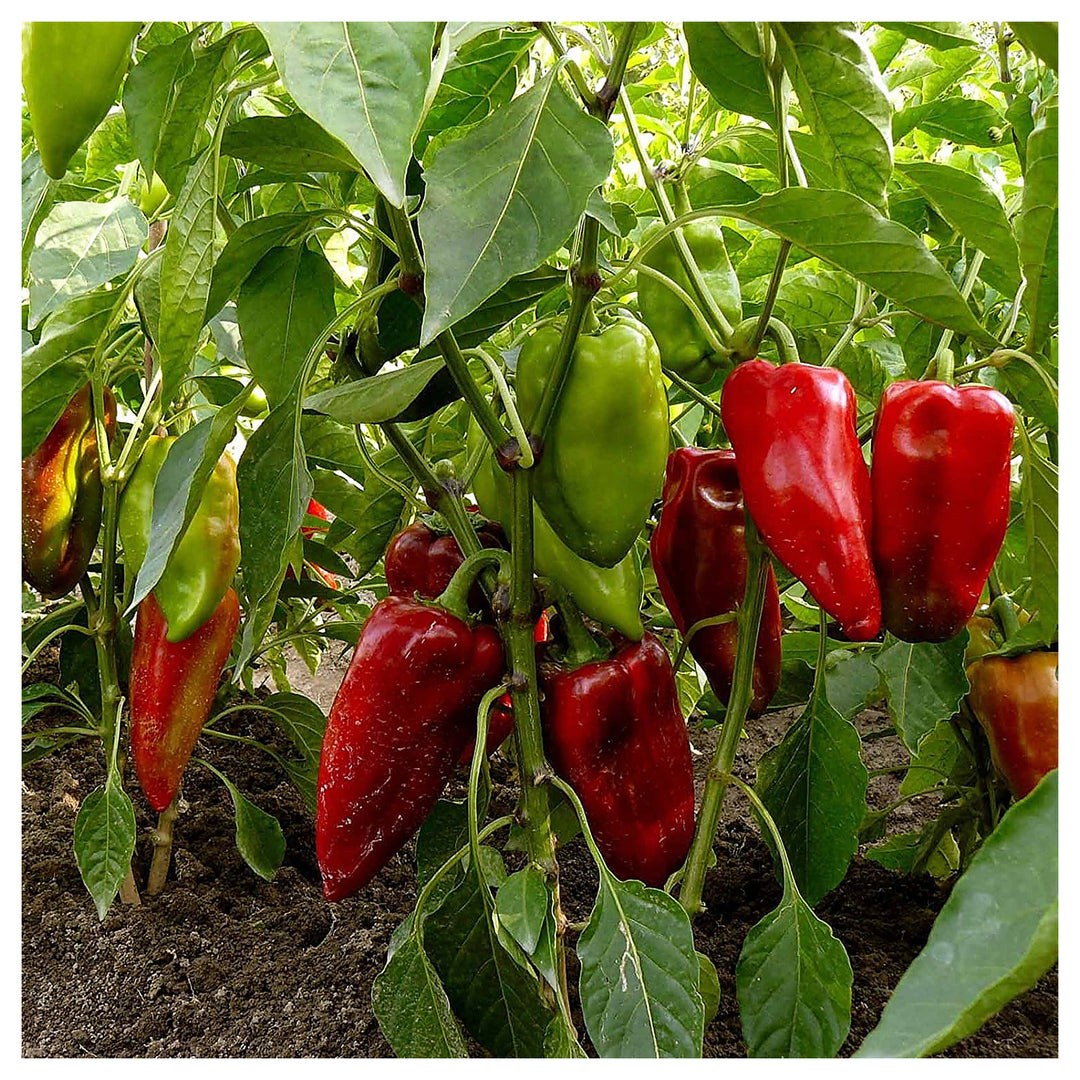Piquillo Pepper Seeds for Planting – Heirloom, Non-GMO, Organic Garden Seeds with High Germination Rate | Neera Seeds product photo [neera-v4-d1fd400aca4254a39548]