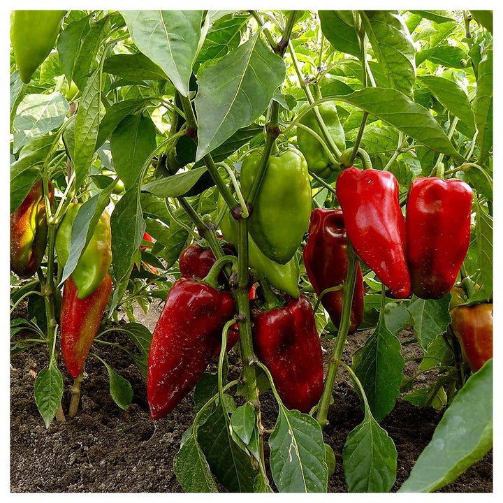 Piquillo Pepper Seeds for Planting – Heirloom, Non-GMO, Organic Garden Seeds with High Germination Rate | Neera Seeds product photo [neera-v4-d1fd400aca4254a39548]