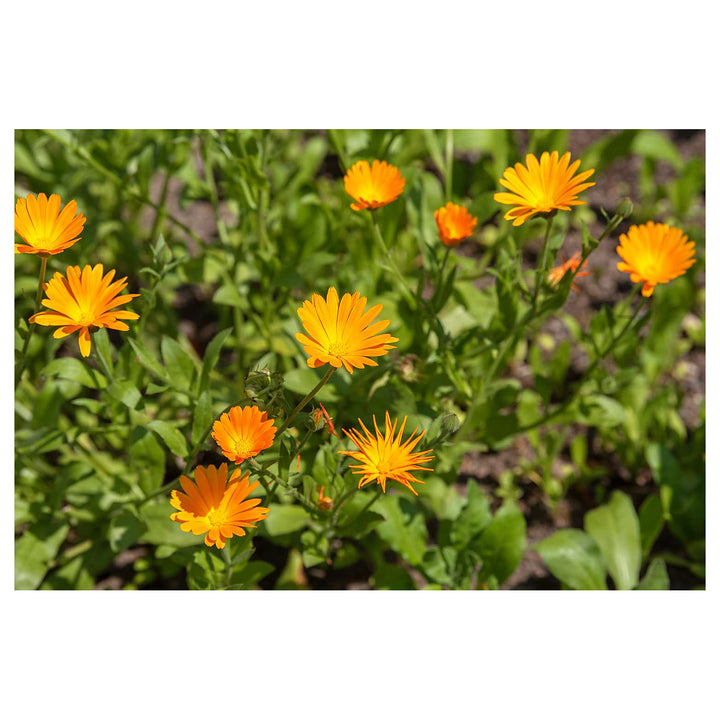 Heirloom Non-GMO Autumn Sowing Flower Seeds – Cool Season Hardy Garden Blooms for Planting | Neera Seeds product photo [neera-v4-d22cce62d3bab0ab00a7]