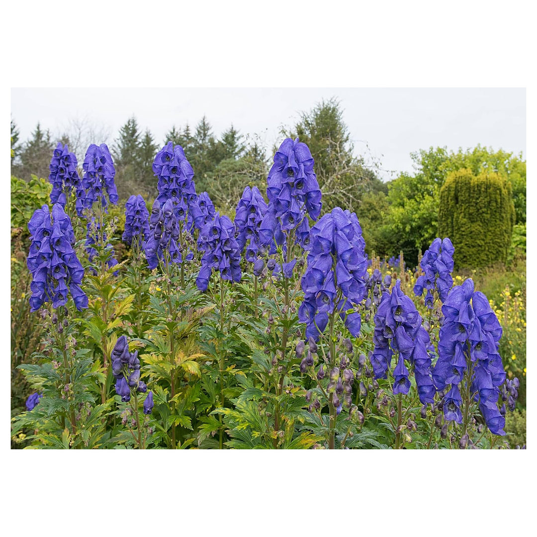 Monkshood Flower Seeds for Planting, 100 pcs | Neera Seeds product photo [neera-v4-d230c70ebb84ab33496b]