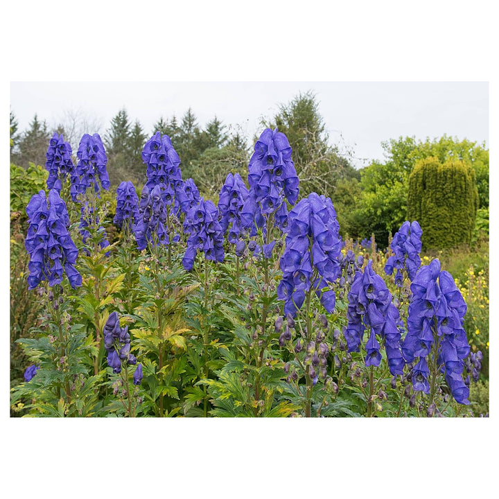 Monkshood Flower Seeds for Planting, 100 pcs | Neera Seeds product photo [neera-v4-d230c70ebb84ab33496b]