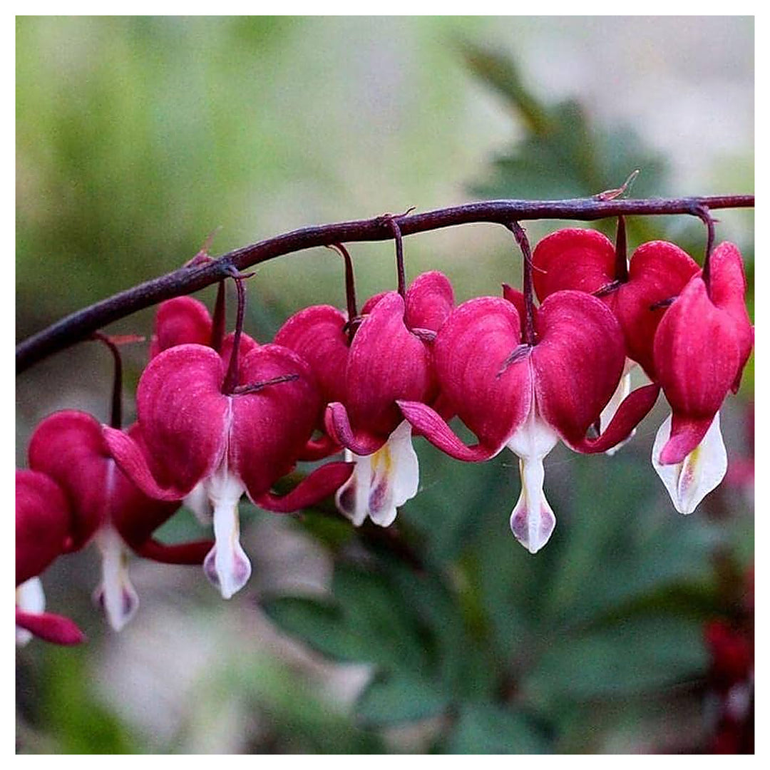 Bleeding Heart For Planting Dicentra Spectabilis For Flower Beds And Woodland Gardens Flower Seeds | Neera Seeds product photo [neera-v4-d25676e8ccaef549ea8e]