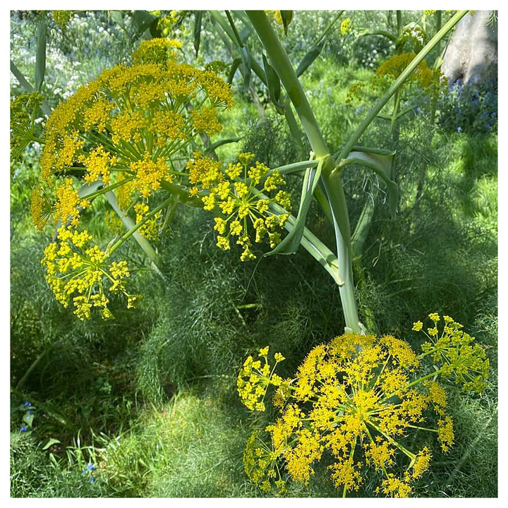 Fennel Flower Seeds for Planting – Heirloom &amp; Non-GMO Seeds for Aromatic Garden Blooms | Neera Seeds product photo [neera-v4-d264ebbeb08d313c5332]