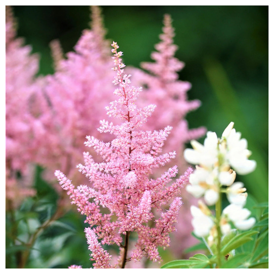 Baby Pink Astilbe Flower Seeds for Planting – Heirloom, Non-GMO, High Germination Beautiful Garden Blooms | Neera Seeds product photo [neera-v4-d2797c619c4780c8cceb]