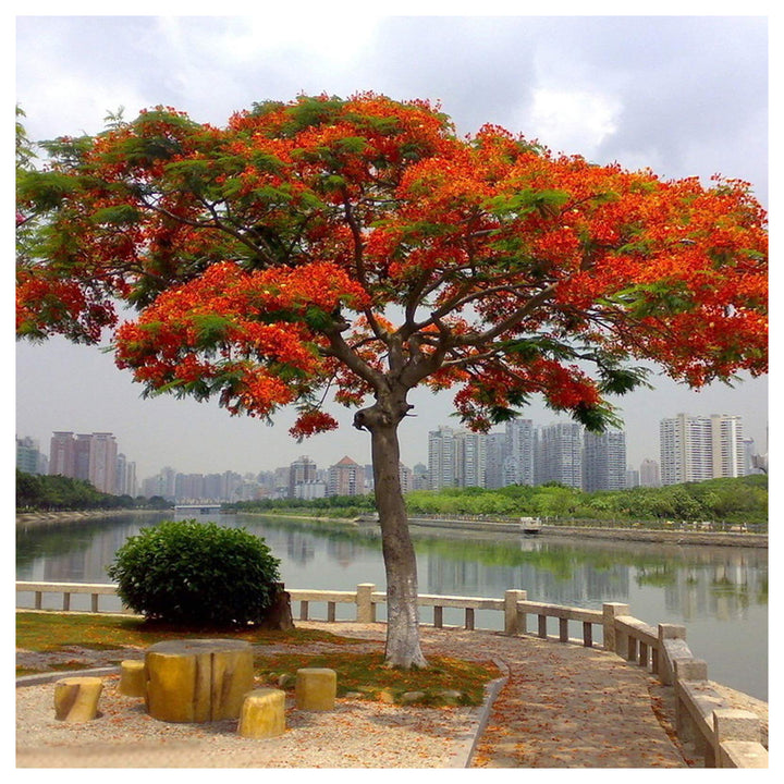 Brachychiton Acerifolius Flower Seeds for Planting – Heirloom, Non-GMO Organic Garden Seeds with High Germination | Neera Seeds product photo [neera-v4-d2825d41dd0e7f31beed]