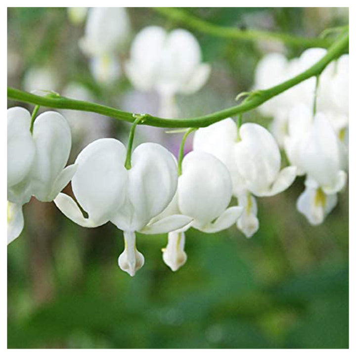 Heirloom Non-GMO Heart Flower Seeds – White Organic Garden Seeds for Planting with High Germination | Neera Seeds product photo [neera-v4-d28402d4070bef89103a]