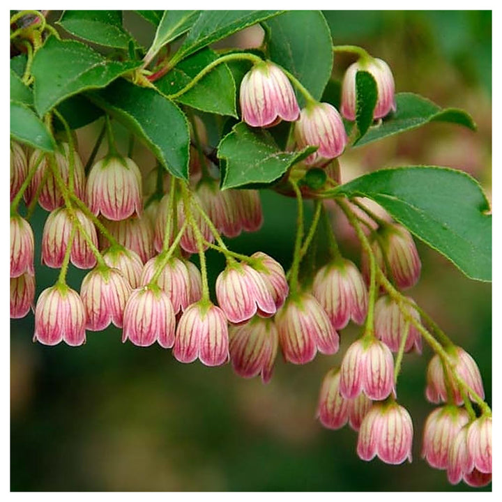 Heirloom Non-GMO Enkianthus Campanulatus Flower Seeds for Planting – Elegant Bell-Shaped Blooms for Ornamental Gard | Neera Seeds product photo [neera-v4-d28b216d40fa669c59d3]
