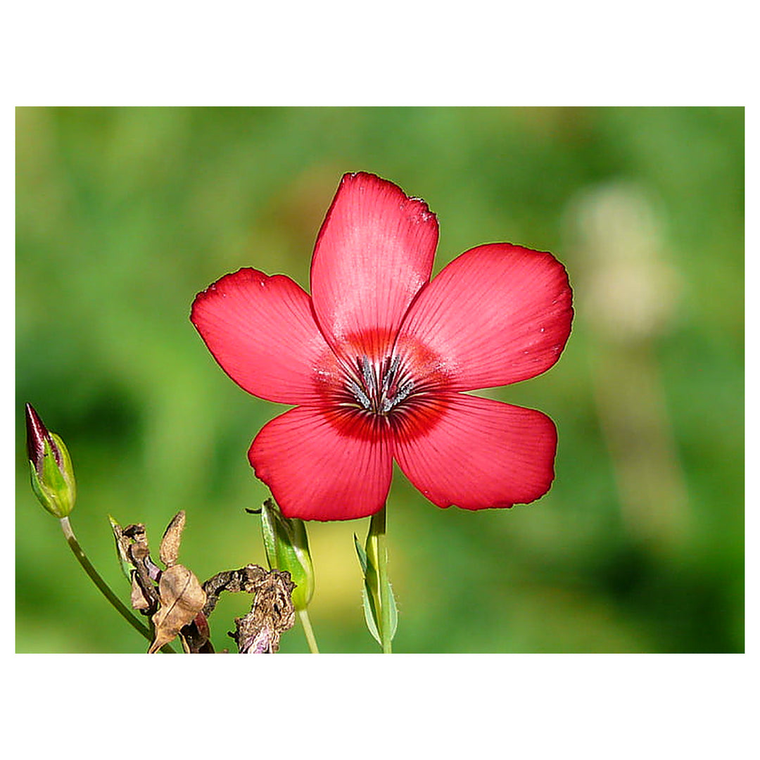 Heirloom Grandiflorum Flower Seeds, Non-GMO Vibrant Blooms for Colorful Garden Planting | Neera Seeds product photo [neera-v4-d2ab62e69830a4a404d3]