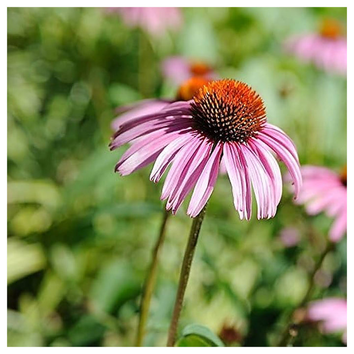 Echinacea Leilani Coneflower Echinacea Purpurea Flower For Planting Flower Seeds for Home Garden | Neera Seeds product photo [neera-v4-d2c265bbb943627c6c63]
