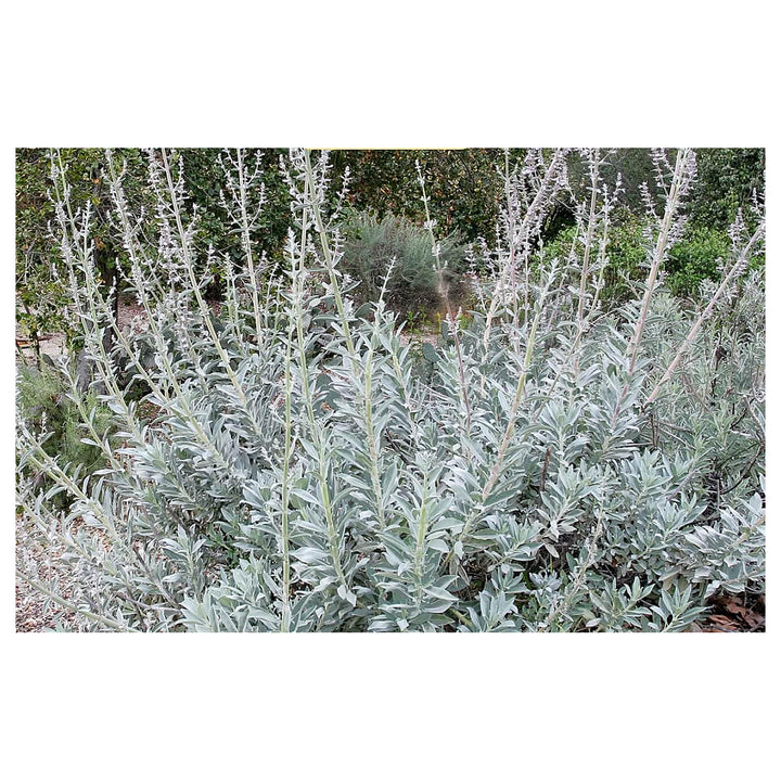 Heirloom Apiana Plant Seeds Non-GMO for Garden Planting Sacred White Sage Foliage | Neera Seeds product photo [neera-v4-d2cc89a576c4db38e52a]
