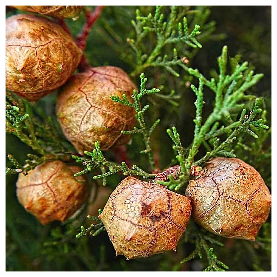 Italian Cypress Tree Seeds (Cupressus sempervirens) – Heirloom Non-GMO Seeds for Tall Elegant Landscapes | Neera Seeds product photo [neera-v4-d2eb1b2e779bb0257c9c]
