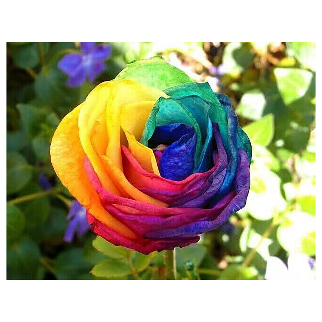Multicolor Rose Plant Seeds for Garden – Heirloom, Non-GMO Seeds for Planting and Growing | Neera Seeds product photo [neera-v4-d2f876046e57e6c14a0c]