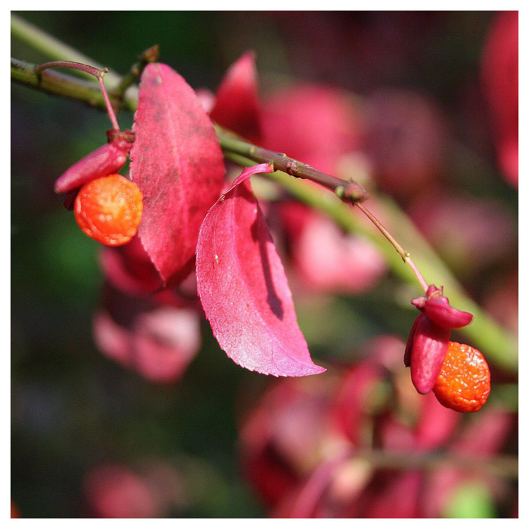 Organic Red Burning Bush Flower Seeds for Planting – Heirloom, Non-GMO | Neera Seeds product photo [neera-v4-d2f903381eabb745be10]
