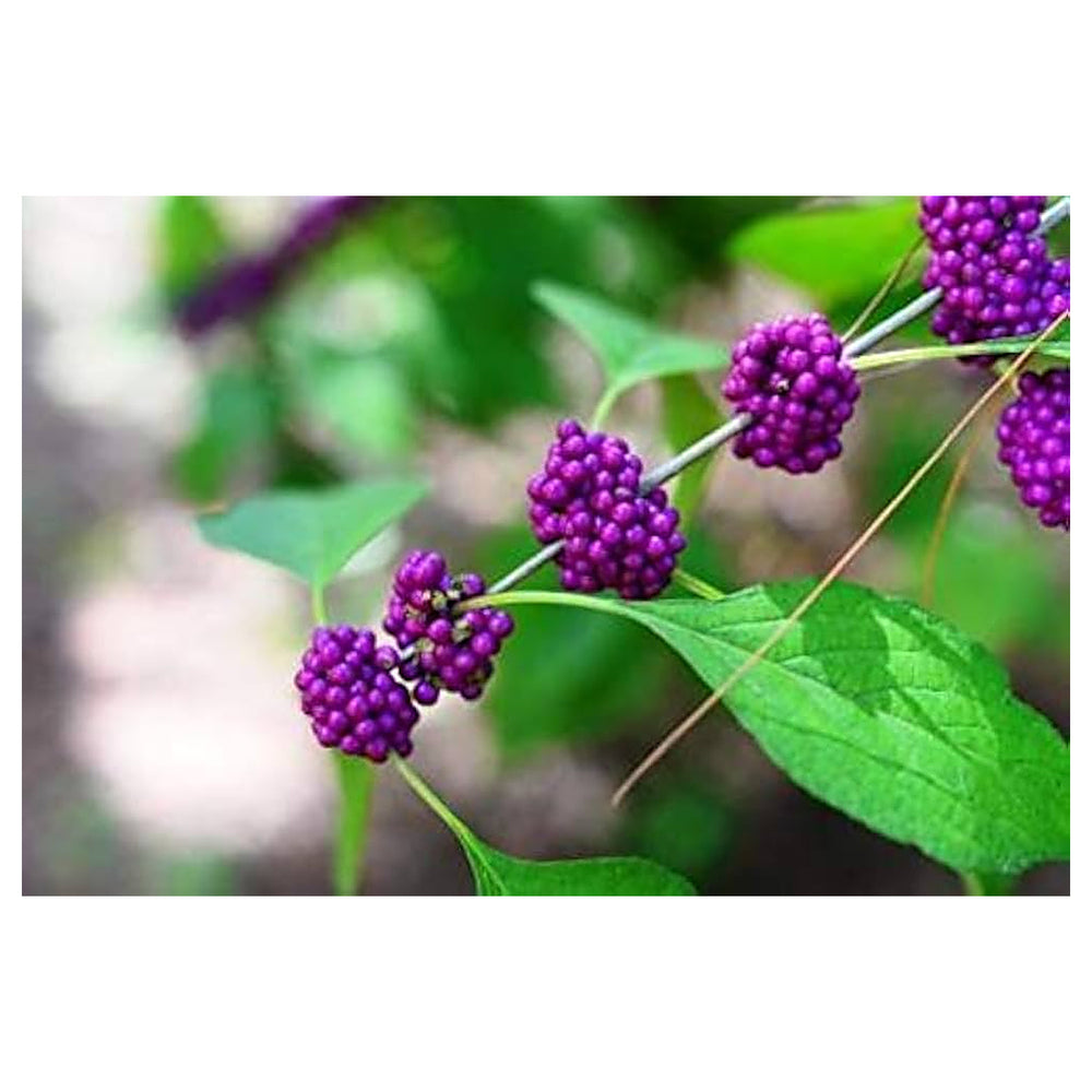 Heirloom Non-GMO Violet Callicarpa Flower Seeds for Planting – Ornamental Blooms for Colorful Shrub Borders | Neera Seeds product photo [neera-v4-d30da1bc01069061e734]