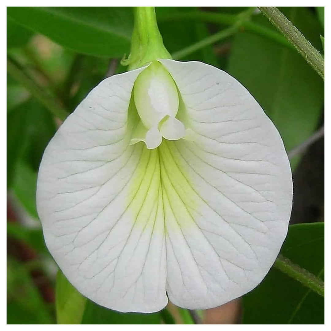 Organic Heirloom Clitoria Flower Seeds for Planting – White Blooms Non-GMO High Germination Medicinal Vines | Neera Seeds product photo [neera-v4-d31e6b36ebce7517b000]