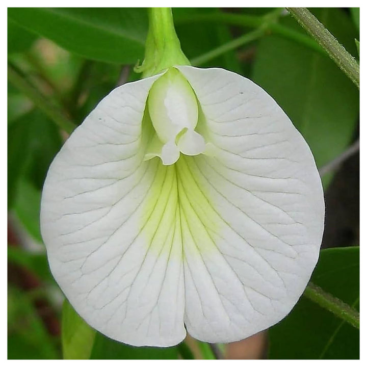 Organic Heirloom Clitoria Flower Seeds for Planting – White Blooms Non-GMO High Germination Medicinal Vines | Neera Seeds product photo [neera-v4-d31e6b36ebce7517b000]