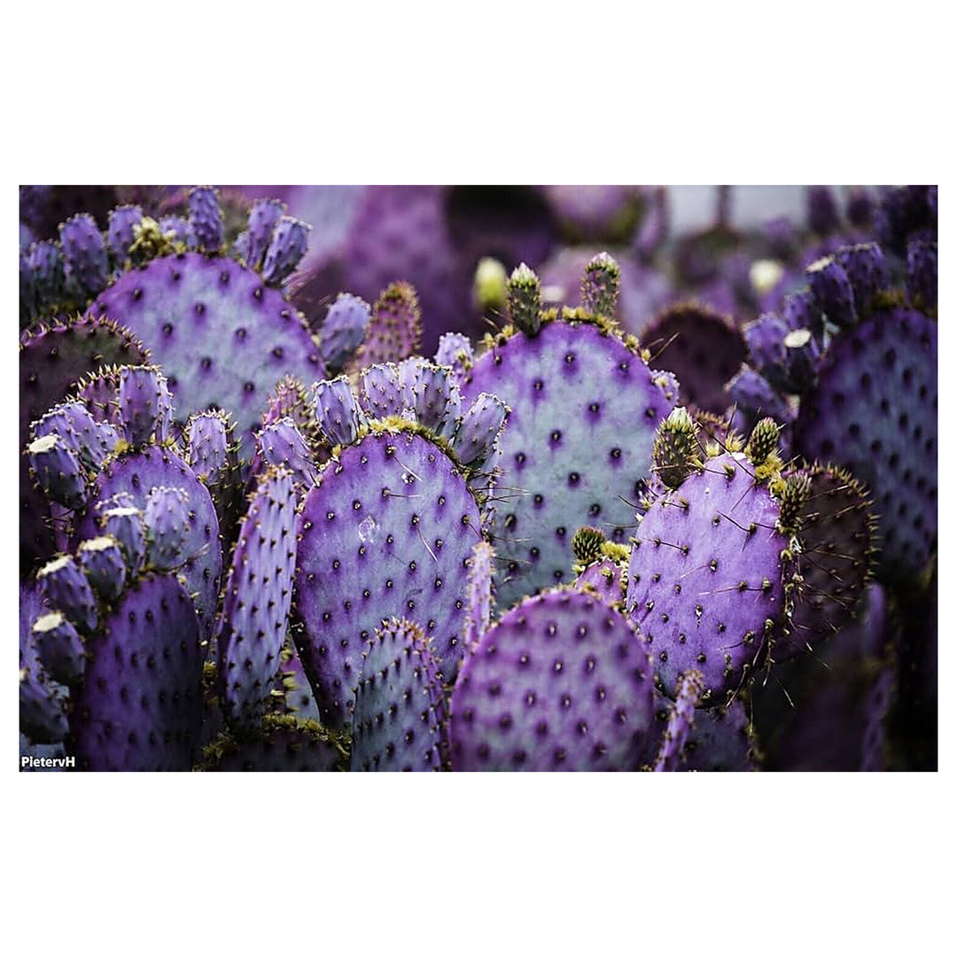 Purple Prickly Pear Cactus Plant Seeds for Planting – Heirloom & Non-GMO Seeds for Home Garden | Neera Seeds product photo [neera-v4-d334b962702c6fbfdd28]