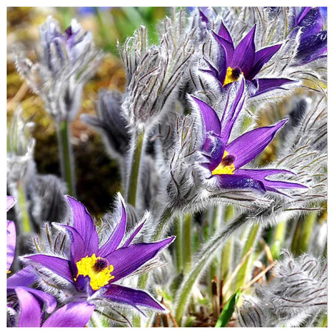 Violet Pulsatilla Flower Seeds for Planting | Heirloom, Non-GMO, High Germination Organic Garden Seeds for Early Sp | Neera Seeds product photo [neera-v4-d335bd6bfdc2e0907251]