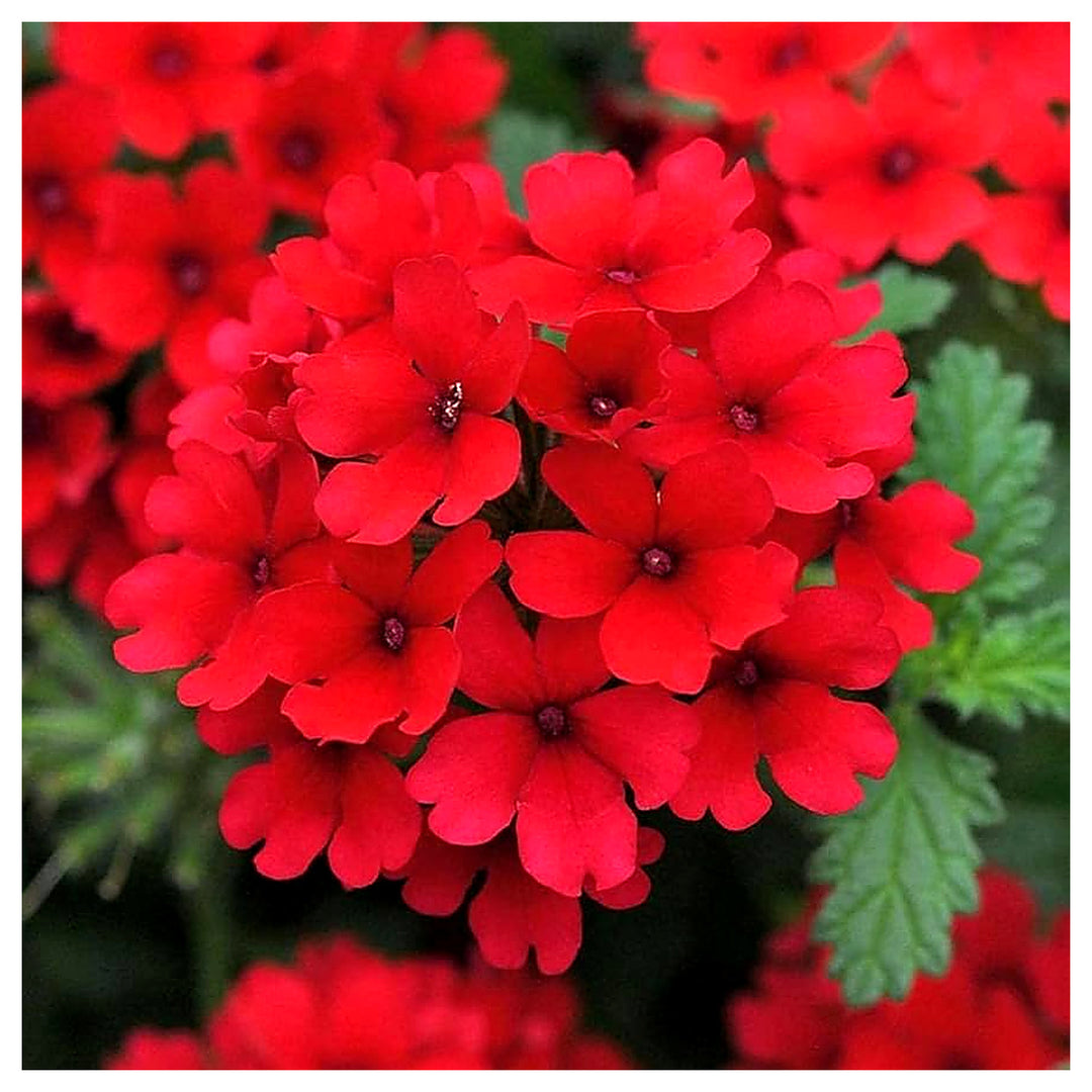 Heirloom Non-GMO Verbena Flower Seeds for Garden Planting – Colorful Blooms | Neera Seeds product photo [neera-v4-d336d3806d7a0656e668]